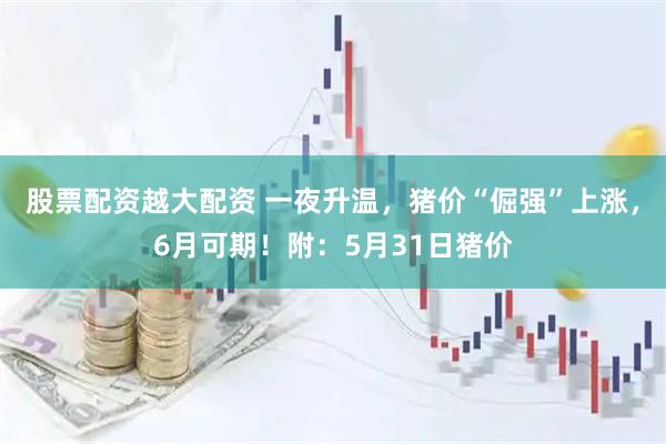 股票配资越大配资 一夜升温，猪价“倔强”上涨，6月可期！附：5月31日猪价
